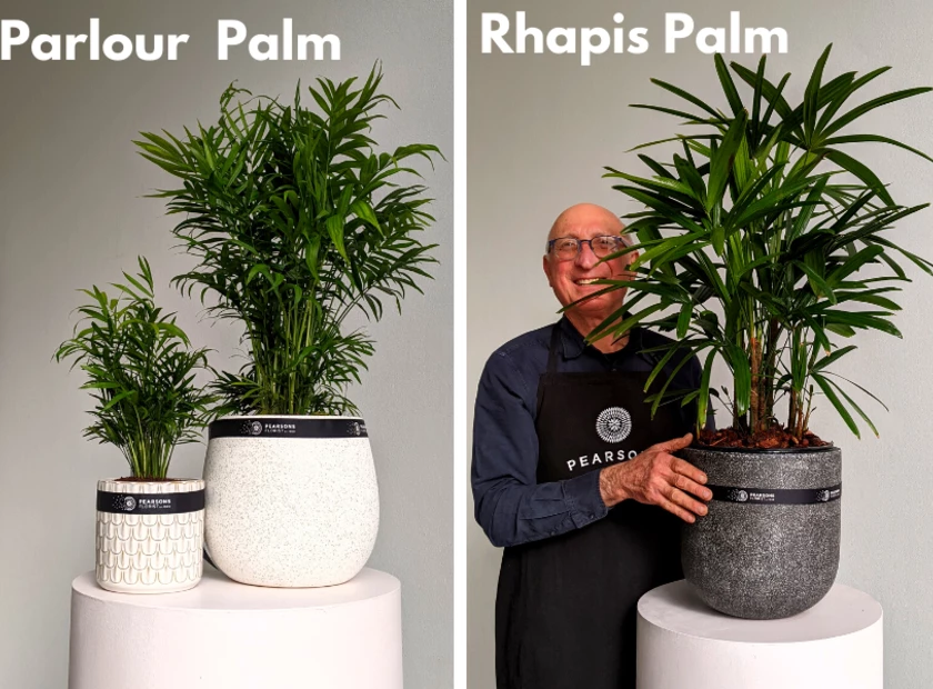 Indoor Palm Plant Care Pearsons Florist Sydney